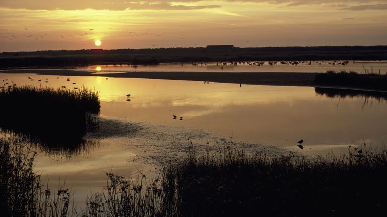 Thanks to RSPB MInsmere for this picture of the dawn