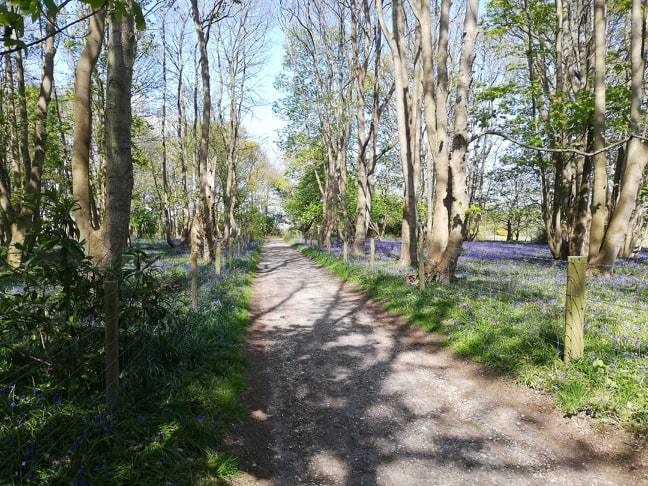 The Bluebells in Dunwich Forest