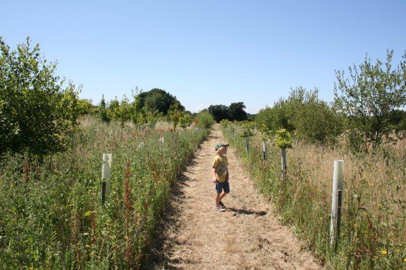 Walking among the wild flowers