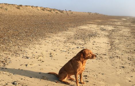 Herbert on Dunwich beach