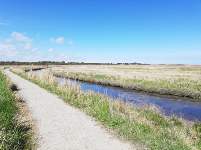 The River and reed beds