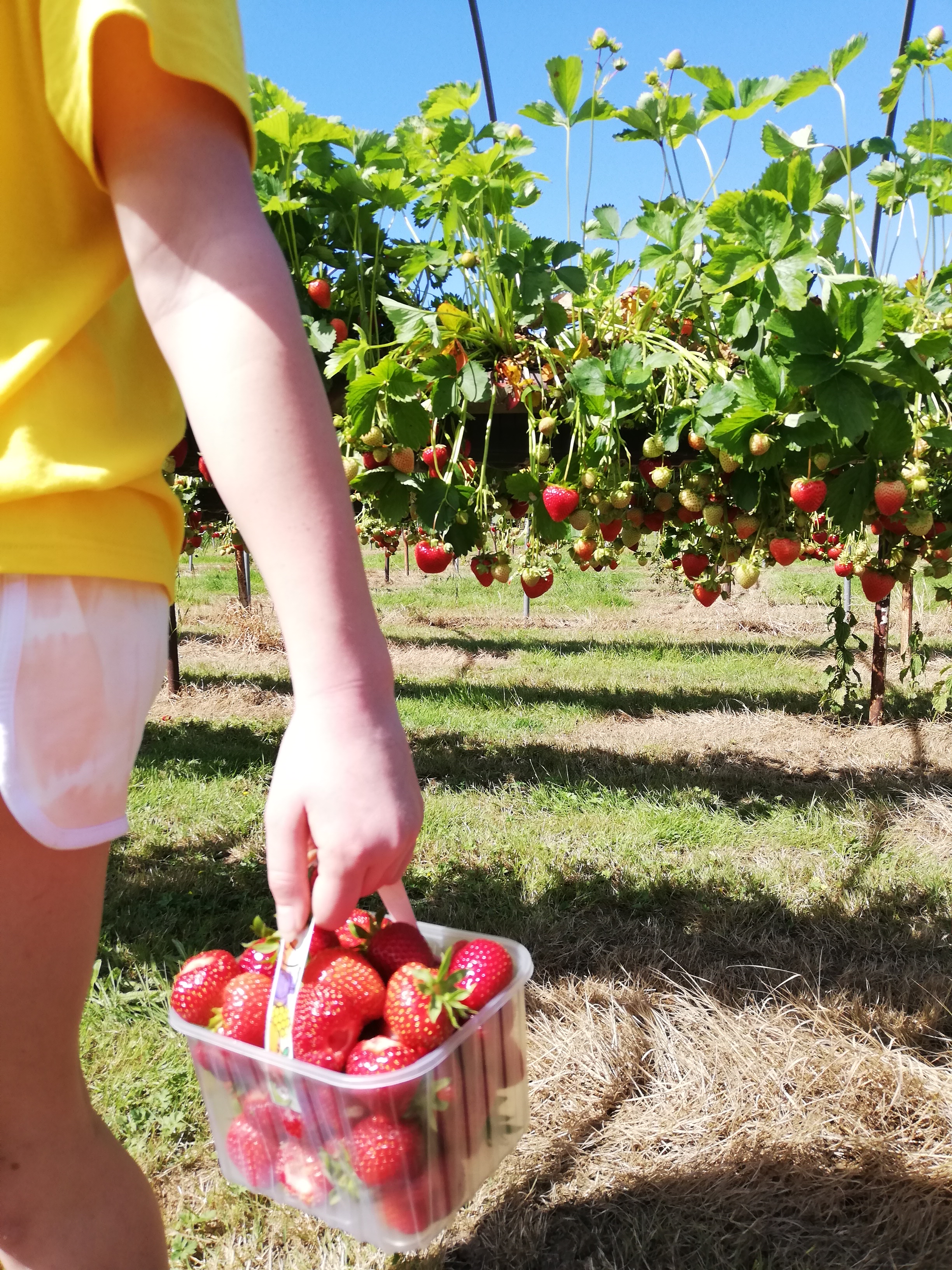 Pick Your Own Strawberries