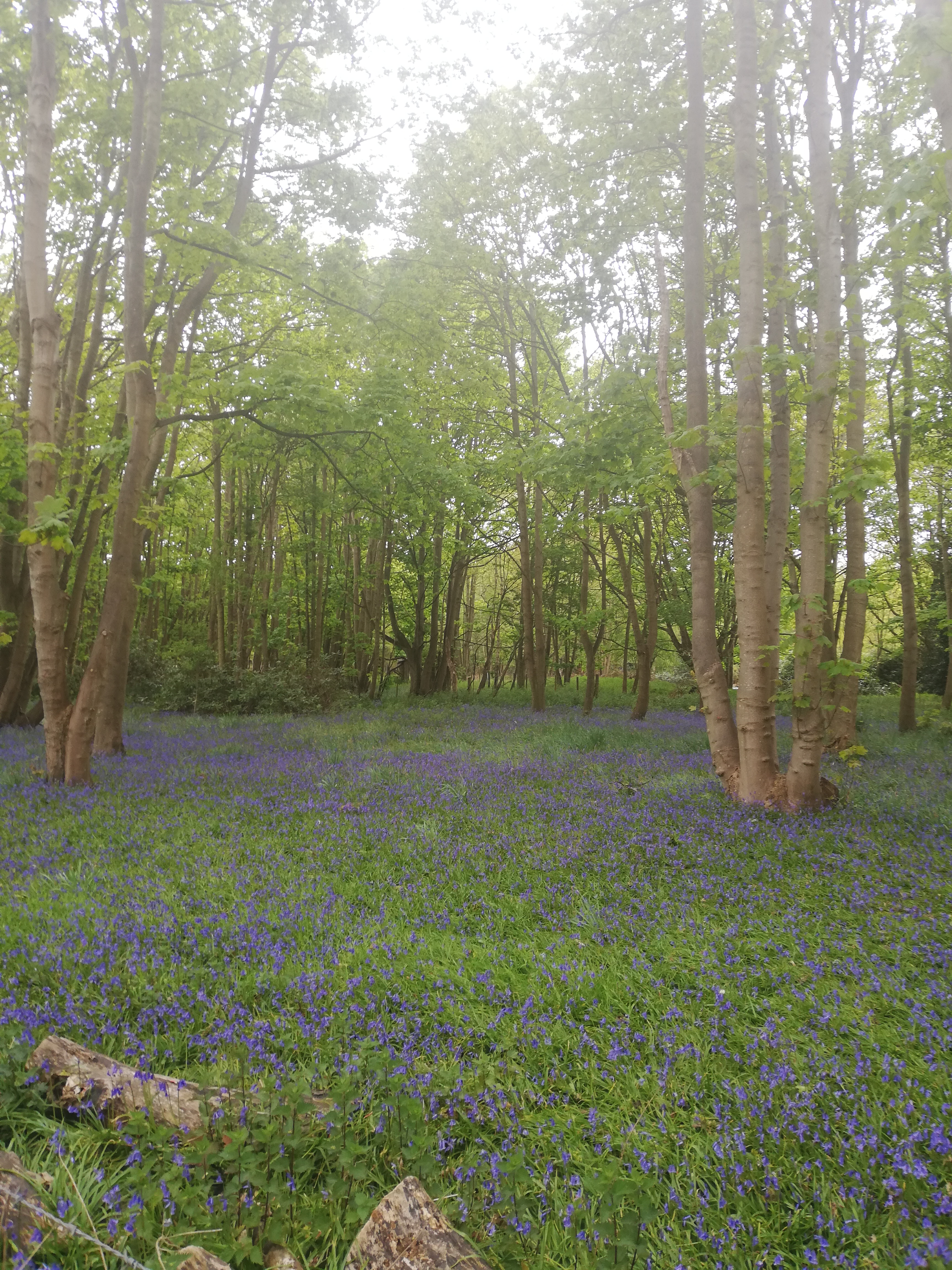 Bluebells in Dunwich Forest